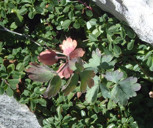 Aquilegia magellensis / Aquilegia magellense
